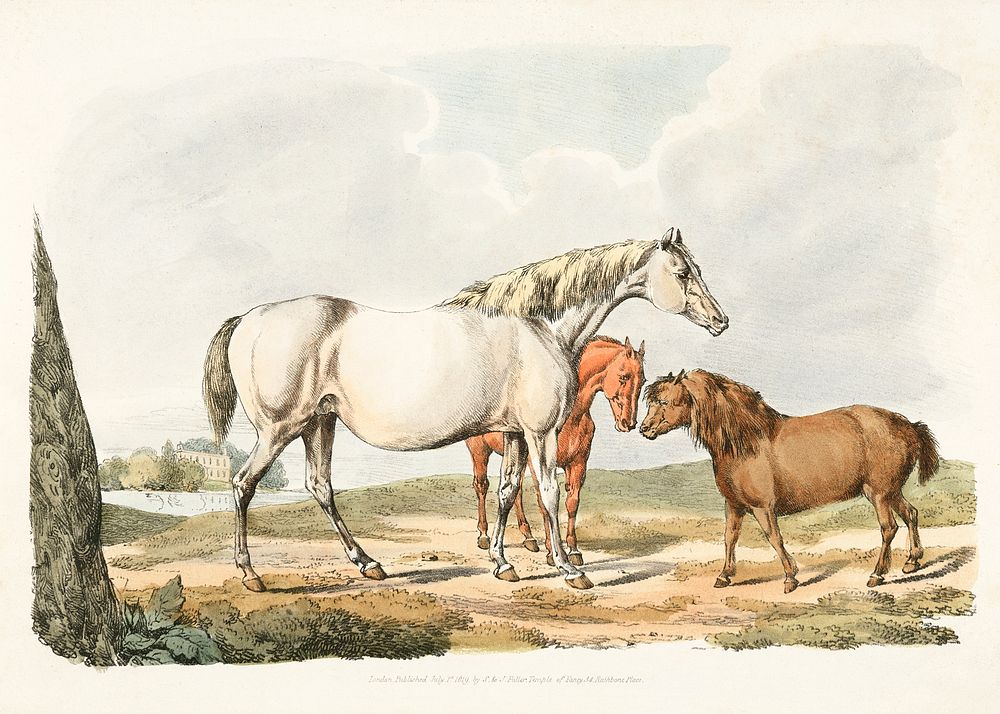 Illustration of two horses and a pony from Sporting Sketches (1817-1818) by Henry Alken (1784-1851). Original from The New…