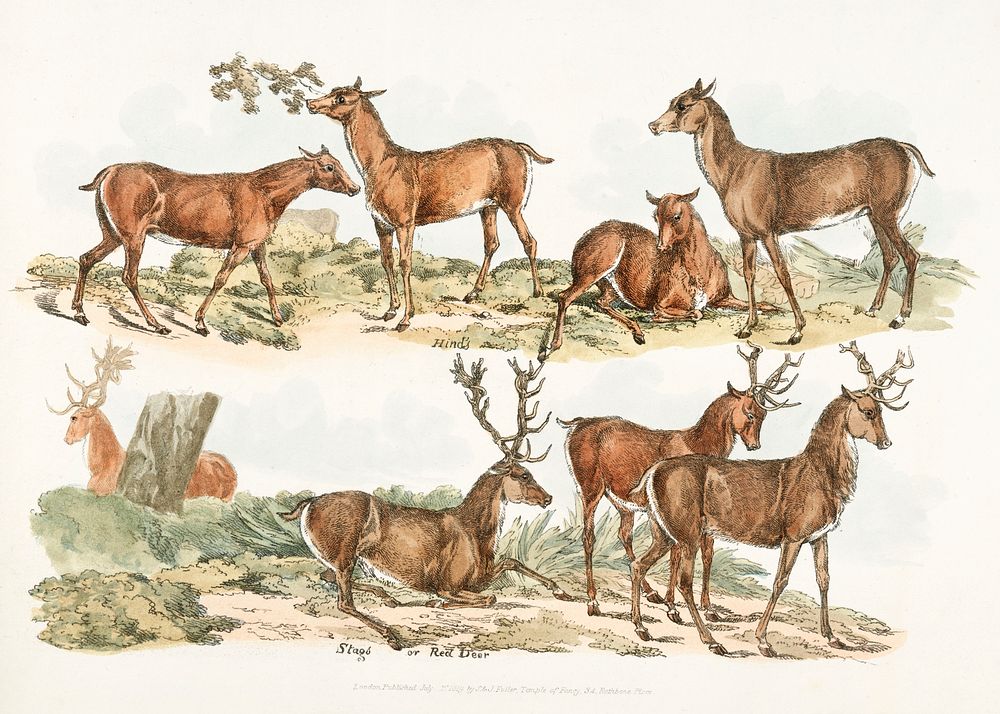 Illustration of hinds; stags or red deer from Sporting Sketches (1817-1818) by Henry Alken (1784-1851). Original from The…