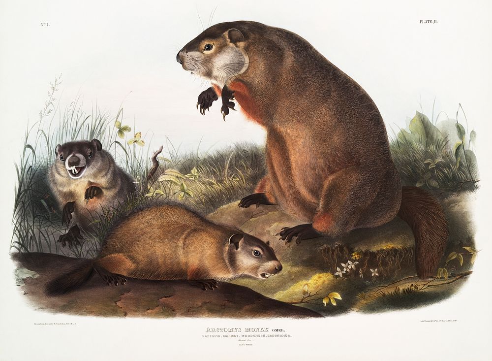 Woodchuck (Arctomys monax) from the viviparous quadrupeds of North America (1845) illustrated by John Woodhouse Audubon…