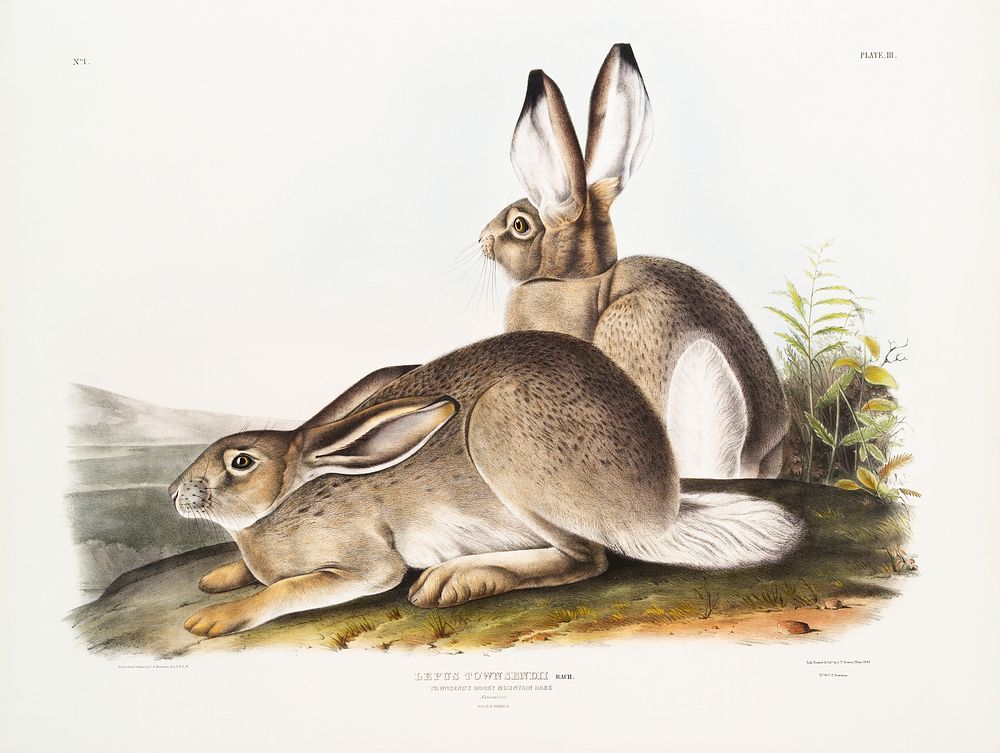 Townsend's Rocky Mountain Hare (Lepus Townsendii) from the viviparous quadrupeds of North America (1845) illustrated by John…