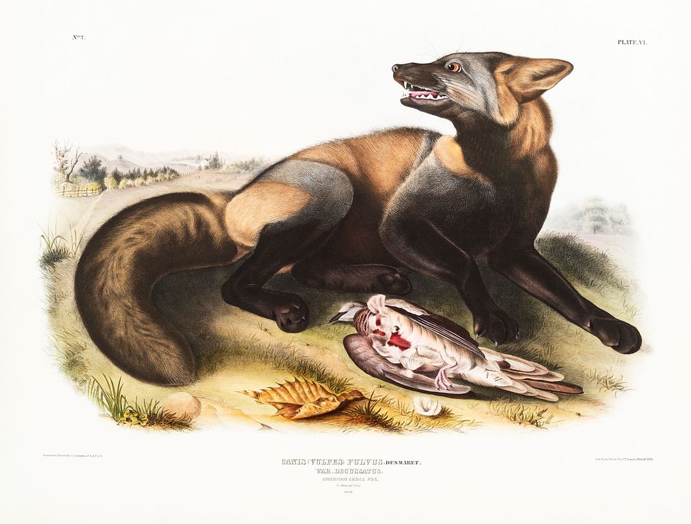 American Cross-Fox (Canis vulpes) from the viviparous quadrupeds of North America (1845) illustrated by John Woodhouse…
