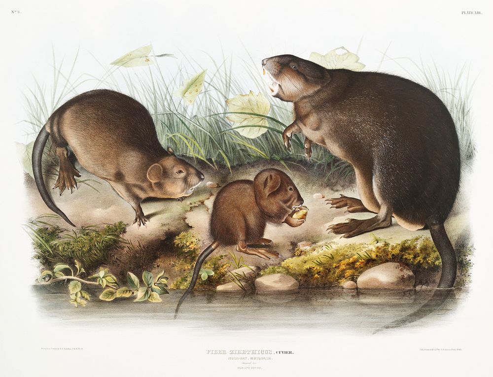 Musk-Rat, Musquash (Fiber Zibethicus) from the viviparous quadrupeds of North America (1845) illustrated by John Woodhouse…