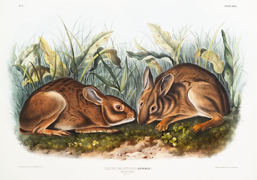 Marsh Hare (Lepus palustris) from the viviparous quadrupeds of North America (1845) illustrated by John Woodhouse Audubon…