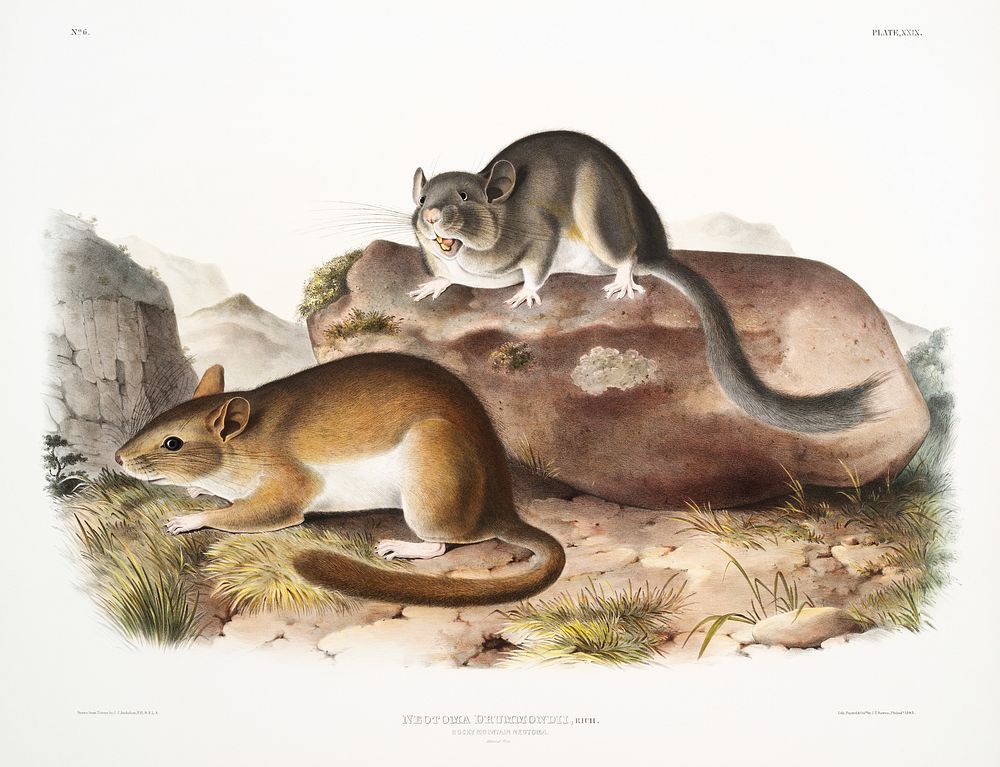 Rocky Mountain Neotoma (Neotoma Drummondii) from the viviparous quadrupeds of North America (1845) illustrated by John…