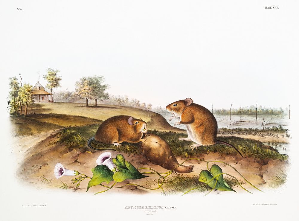 Cotton Rat (Arvicola hispidus) from the viviparous quadrupeds of North America (1845) illustrated by John Woodhouse Audubon…