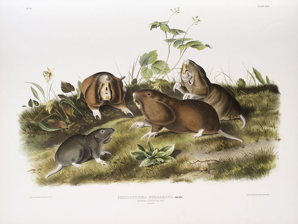 Canada Pouched Rat (Pseudostoma bursarius) from the viviparous quadrupeds of North America (1845) illustrated by John…
