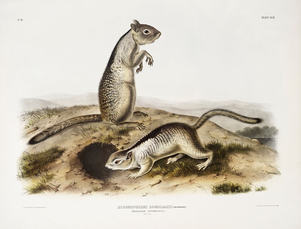 Douglasse's Spermophile (Spermophilus Douglassii) from the viviparous quadrupeds of North America (1845) illustrated by John…