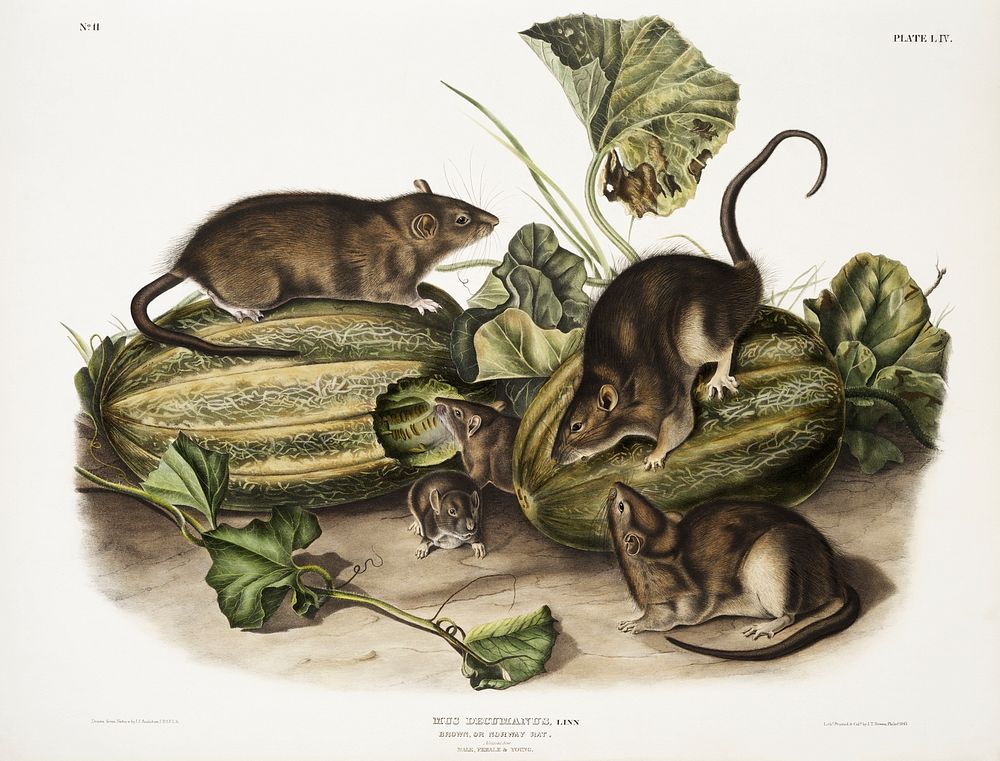 Brown rat, or Norway rat (Mus decumanus) from the viviparous quadrupeds of North America (1845) illustrated by John…