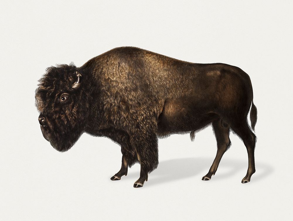 Vintage Illustration of American Bison.