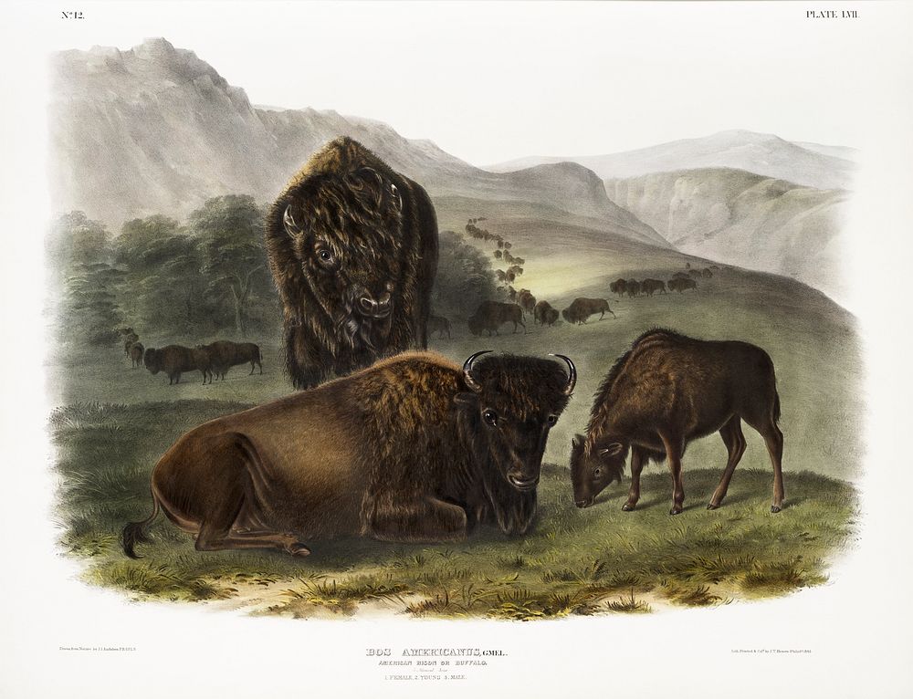 American Bison (Bos Americanus) from the viviparous quadrupeds of North America (1845) illustrated by John Woodhouse Audubon…