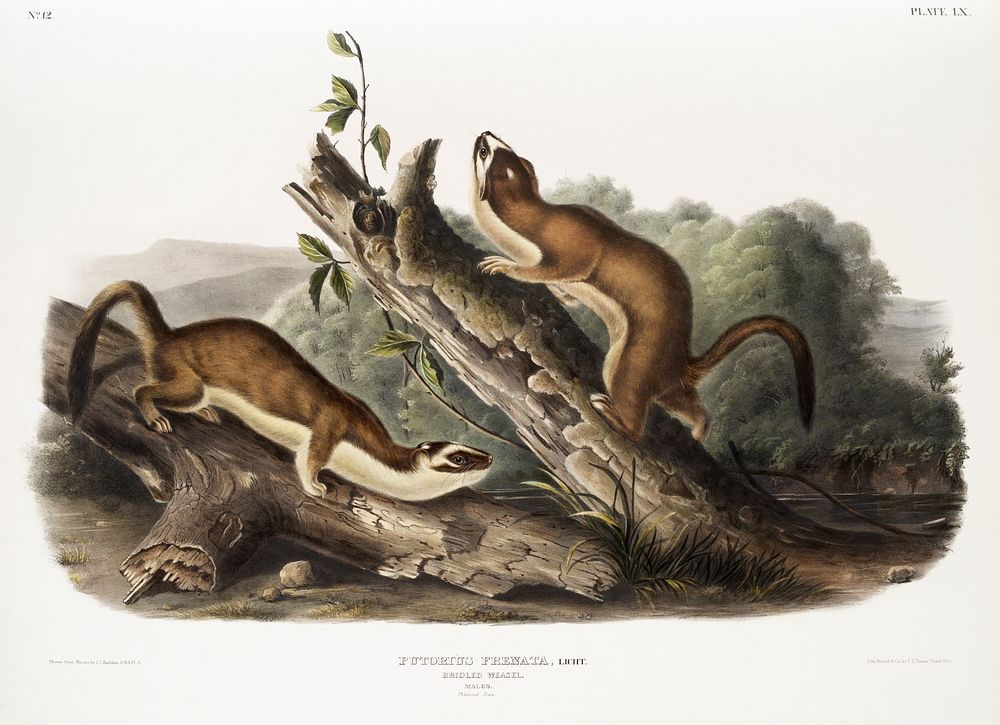 Bridled Weasel (Putorius frenata) from the viviparous quadrupeds of North America (1845) illustrated by John Woodhouse…