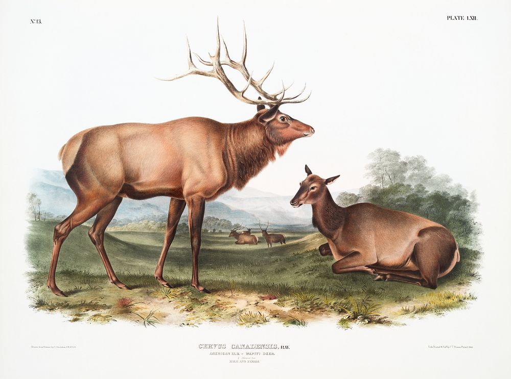 American Elk (Cervus Canadensis) from the viviparous quadrupeds of North America (1845) illustrated by John Woodhouse…