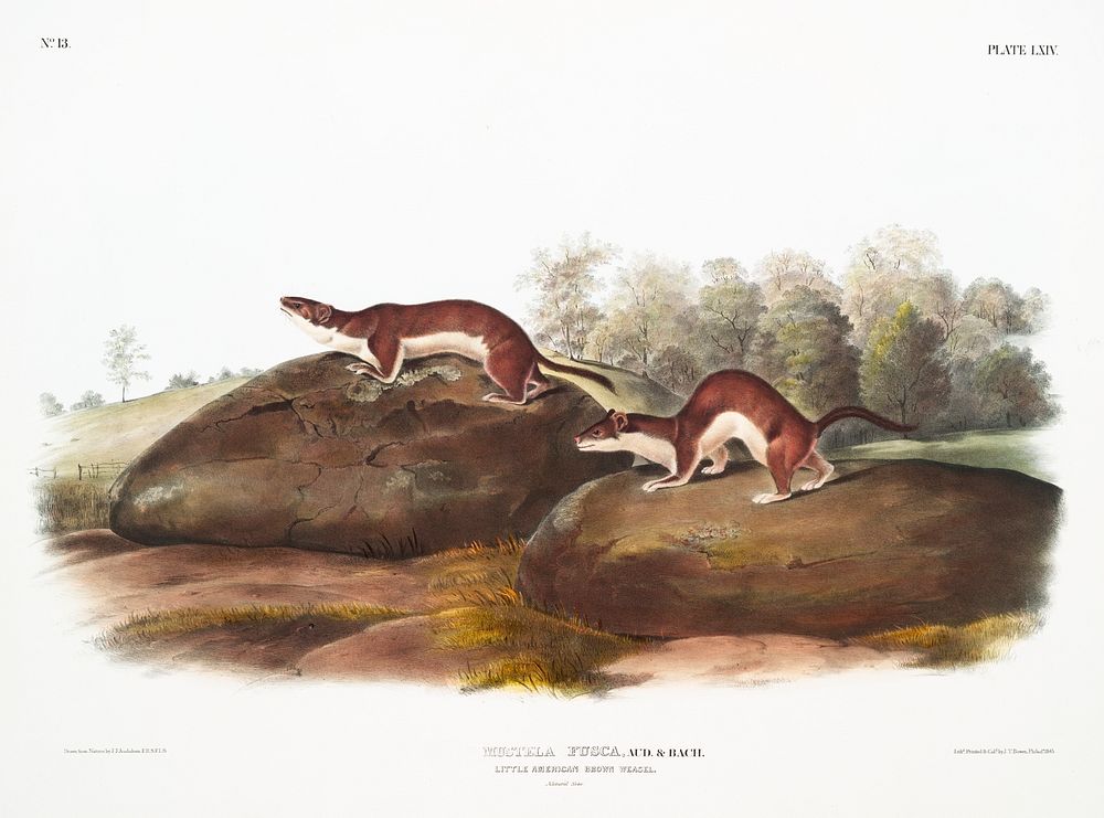 Little American Brown Weasel (Mustela fusca) from the viviparous quadrupeds of North America (1845) illustrated by John…