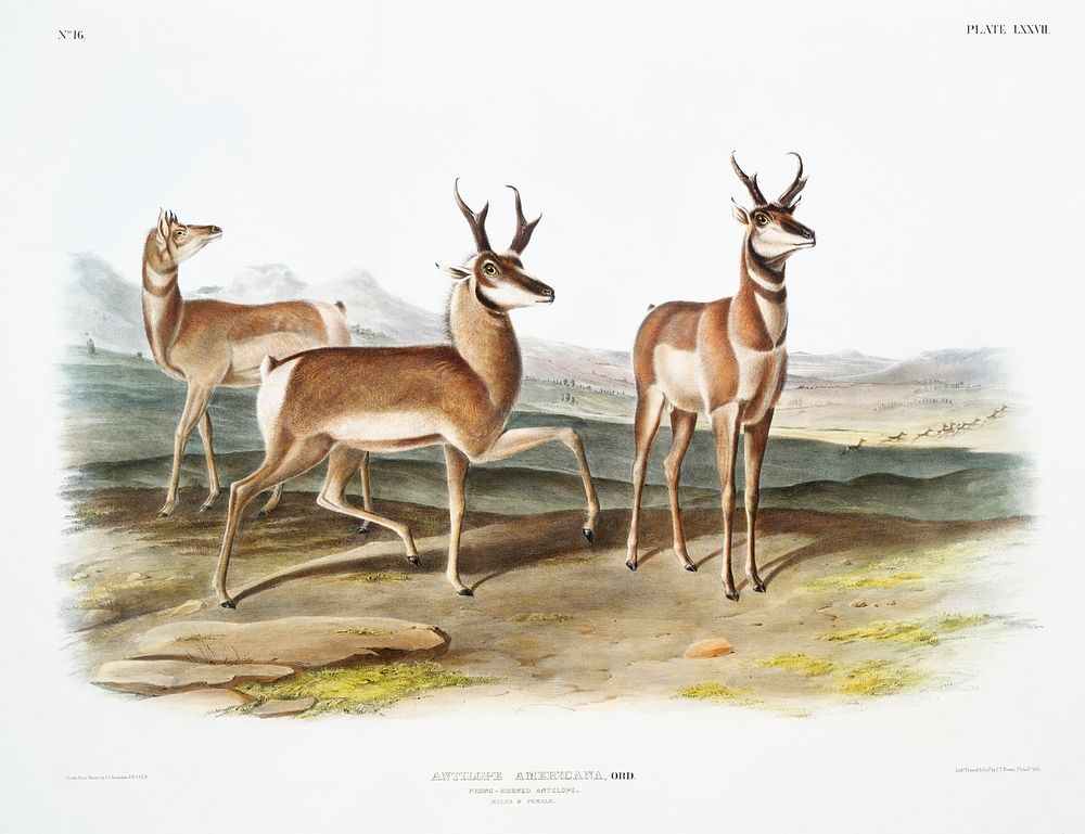 Prong-horned Antelope (Antilope Americana) from the viviparous quadrupeds of North America (1845) illustrated by John…