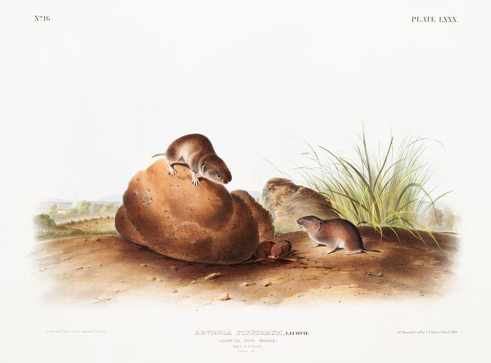 Lecontes Pine Mouse (Arvocola pinetorum) from the viviparous quadrupeds of North America (1845) illustrated by John…