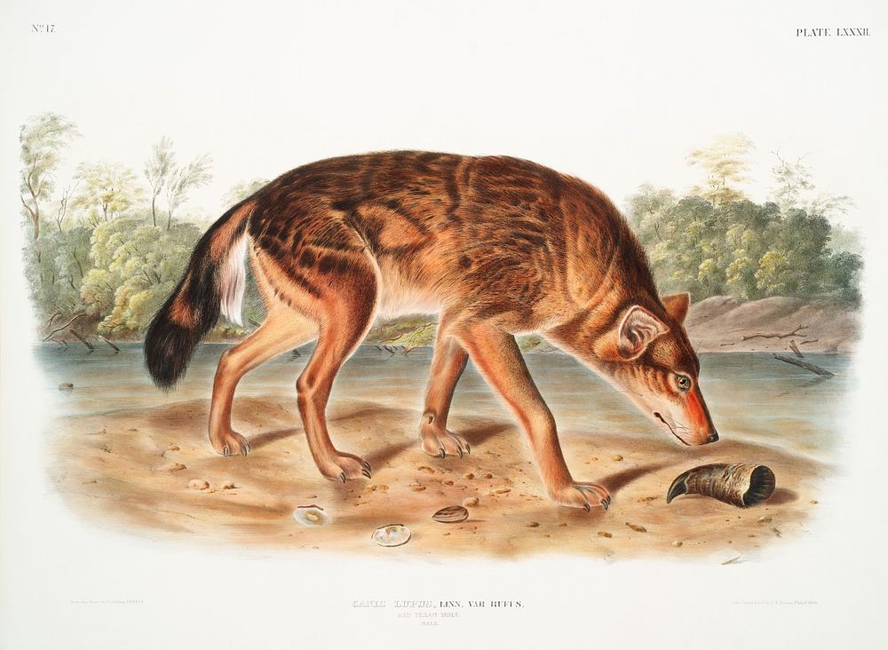 Red Texan Wolf (Canis lupus) from the viviparous quadrupeds of North America (1845) illustrated by John Woodhouse Audubon…