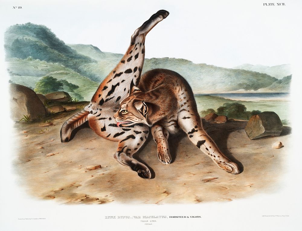 Texan Lynx (Lynx rufus var. maculatus) from the viviparous quadrupeds of North America (1845) illustrated by John Woodhouse…