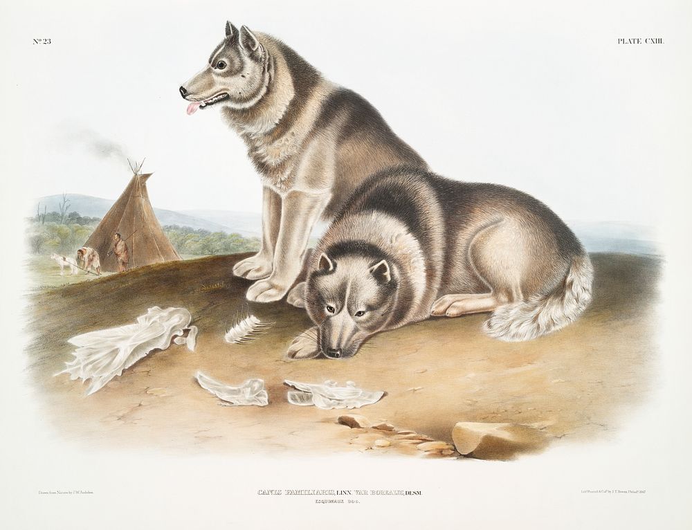 Esquimaux Dog (Canis familiaris) from the viviparous quadrupeds of North America (1845) illustrated by John Woodhouse…