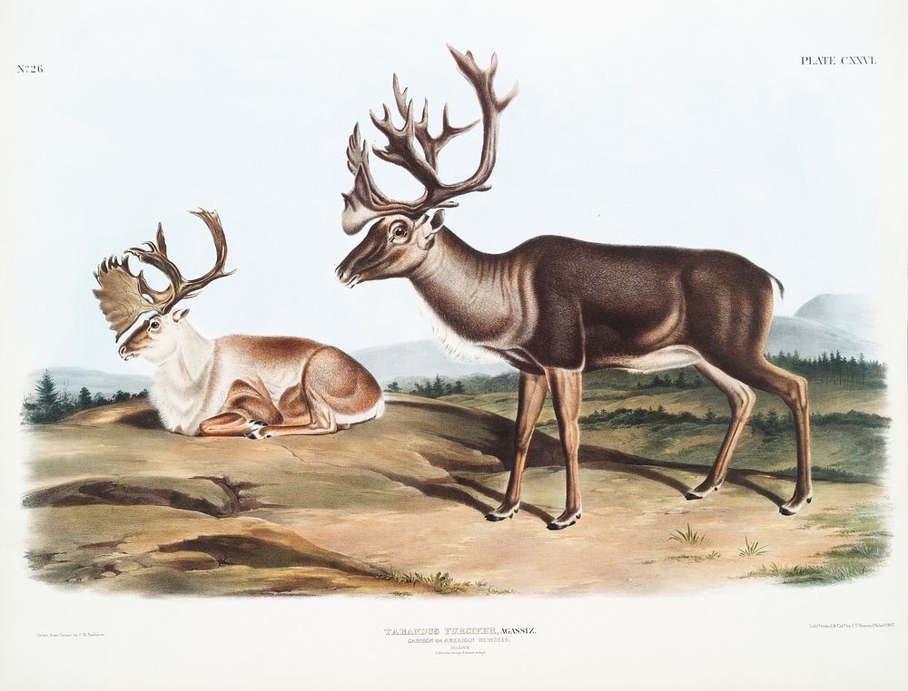 Caribou or American Rein Deer (Tarandus furcifer) from the viviparous quadrupeds of North America (1845) illustrated by John…