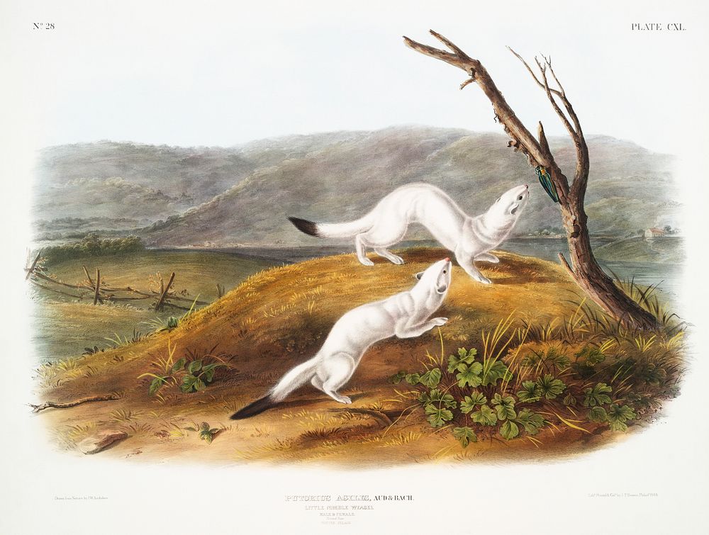Little Nimble Weasel (Putorius agilis) from the viviparous quadrupeds of North America (1845) illustrated by John Woodhouse…