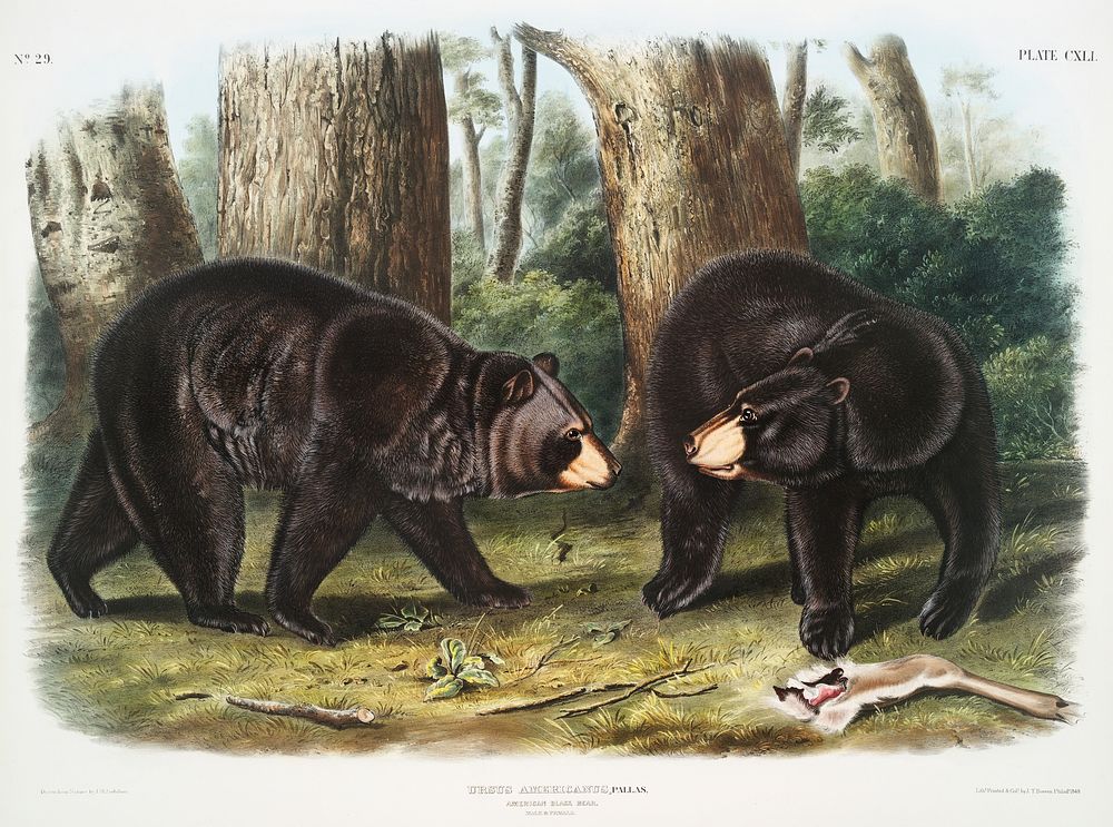 American Black Bear (Ursus Americanus) from the viviparous quadrupeds of North America (1845) illustrated by John Woodhouse…