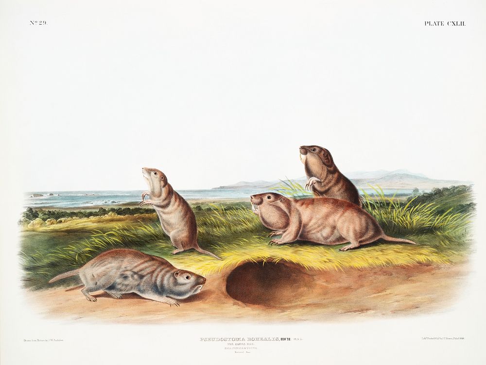 Camas Rat (Pseudostoma Borealis) from the viviparous quadrupeds of North America (1845) illustrated by John Woodhouse…