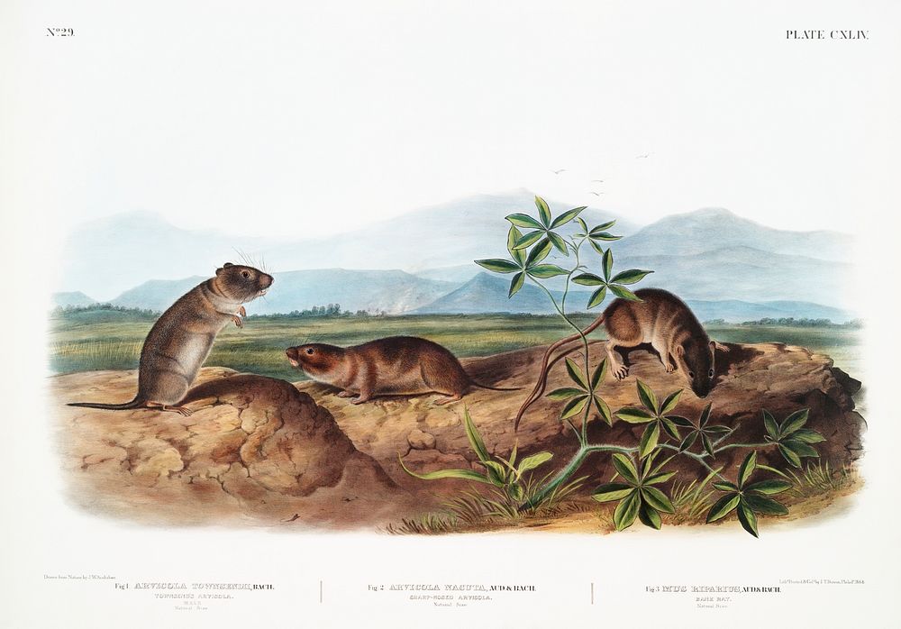 Townsend's Arvicola (Arvicola Townsendii), Sharp-nosed Arvicola (Arvicola nasuta) and Bank Rat (Mus riparius) from the…
