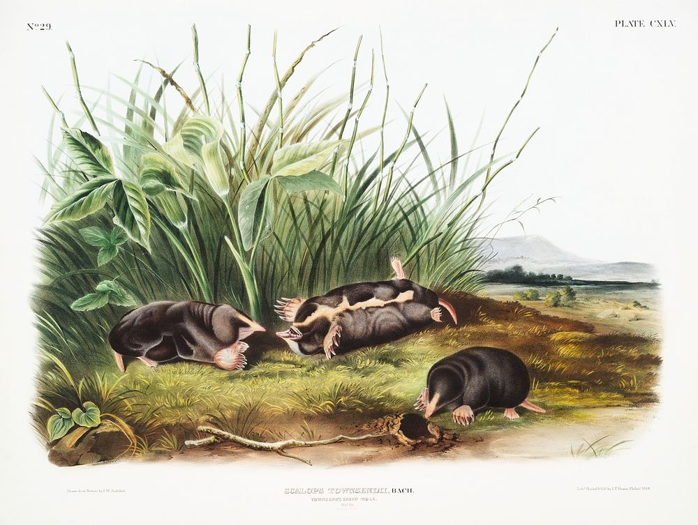 Townsend's Shrew Mole (Scalops Townsendii) from the viviparous quadrupeds of North America (1845) illustrated by John…