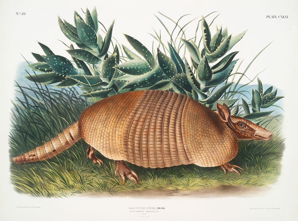 Nine-banded Armadillo (Dasypus Peba) from the viviparous quadrupeds of North America (1845) illustrated by John Woodhouse…