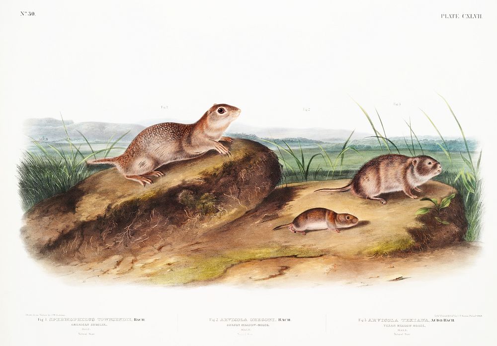 American Souslik (Spermophilus Townsendii), Oregon Meadow-Mouse (Arvicola Oregoni) and Texan Meadow Mouse (Arvicola Texiana)…