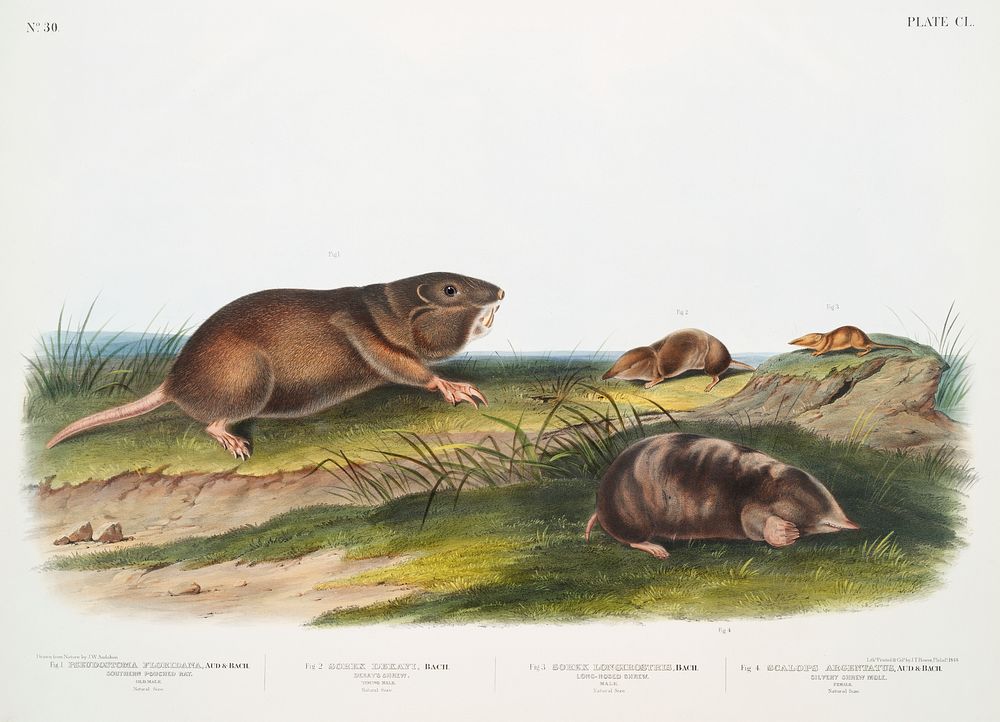 Southern Pouched Rat (Pseudostoma Floridana), Dekay's Shrew (Sorex Dekayi), Long-nosed Shrew (Sorex longirostris) and…