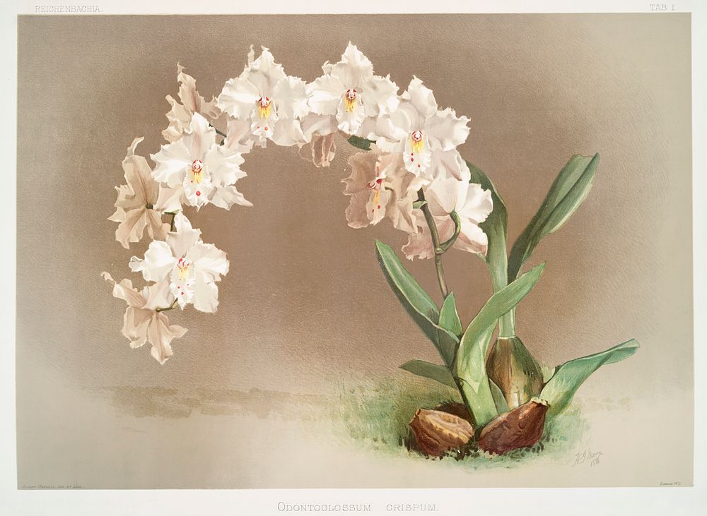 Odontoglossum crispum from Reichenbachia Orchids (1888-1894) by Frederick Sander (1847-1920). Original from The New York…