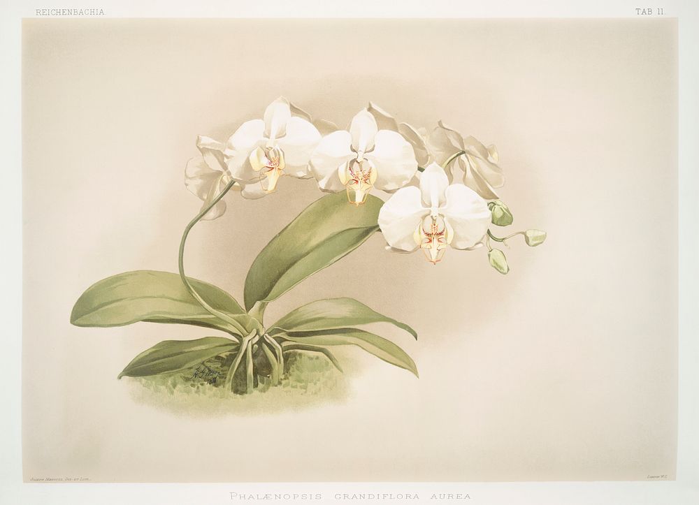 Phalaenopsis grandiflora aurea from Reichenbachia Orchids (1888-1894) illustrated by Frederick Sander (1847-1920). Original…
