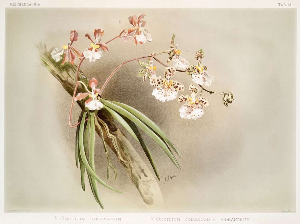 Oncidium jonesianum, Oncidium jonesianum haeanthum from Reichenbachia Orchids (1888-1894) illustrated by Frederick Sander…