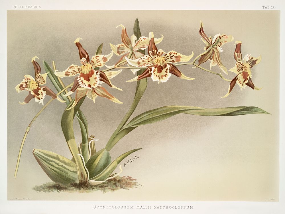 Odontoglossum Hallii xanthoglossum from Reichenbachia Orchids (1888-1894) illustrated by Frederick Sander (1847-1920).…