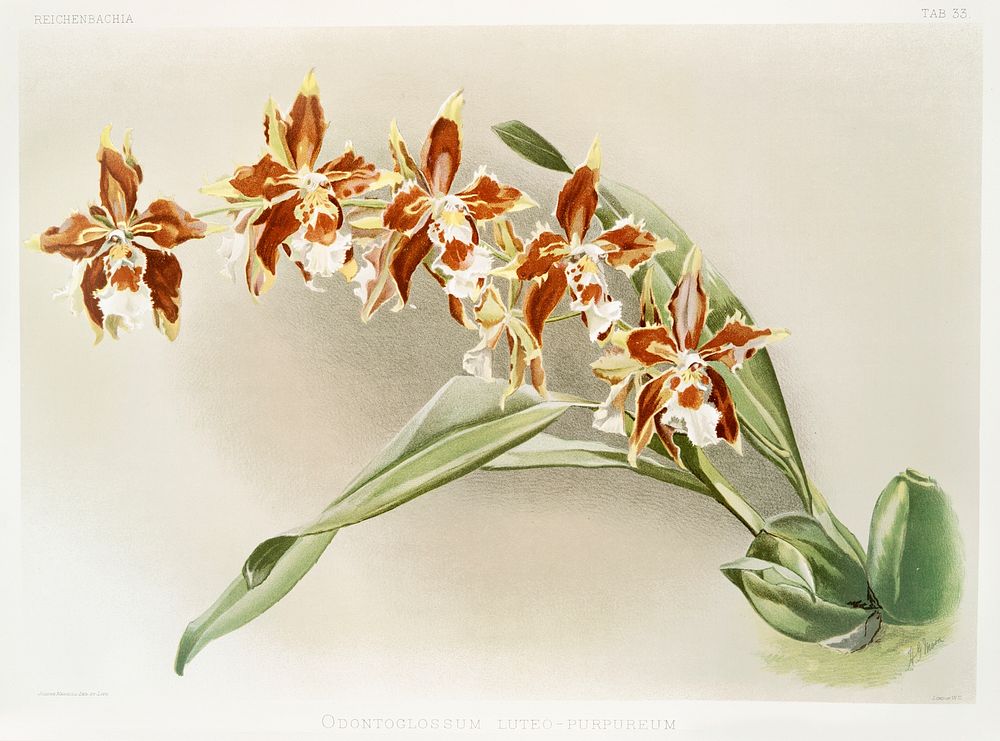 Odontoglossum luteo-purpureum from Reichenbachia Orchids (1888-1894) illustrated by Frederick Sander (1847-1920). Original…