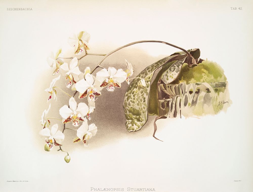 Phalaenopsis stuartiana from Reichenbachia Orchids (1888-1894) illustrated by Frederick Sander (1847-1920). Original from…
