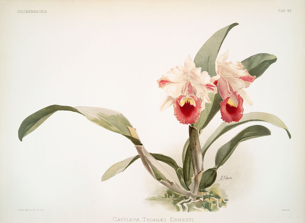 Cattleya labiata trianaei from Reichenbachia Orchids (1888-1894) illustrated by Frederick Sander (1847-1920). Original from…