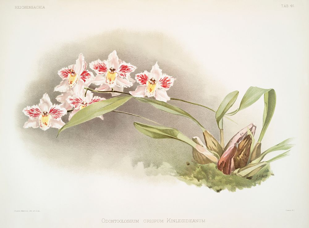 Odontoglossum crispum Kinlesideanum from Reichenbachia Orchids (1888-1894) illustrated by Frederick Sander (1847-1920).…