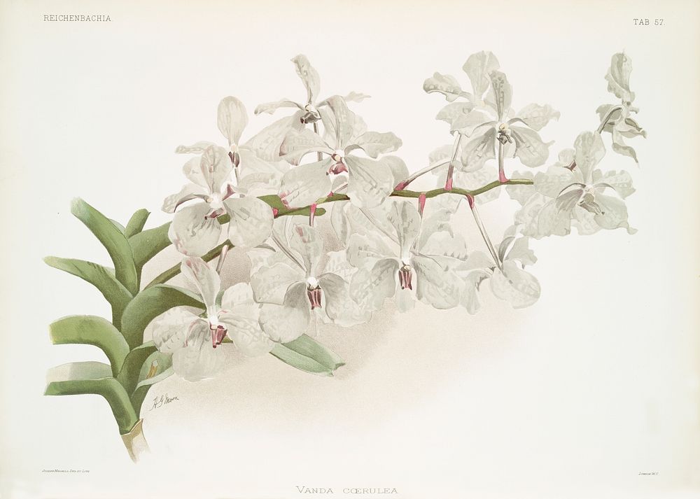 Vanda ccerulea from Reichenbachia Orchids (1888-1894) illustrated by Frederick Sander (1847-1920). Original from The New…
