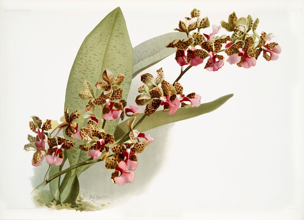 Oncidium lanceanum from Reichenbachia Orchids (1888-1894) illustrated by Frederick Sander (1847-1920). Original from The New…
