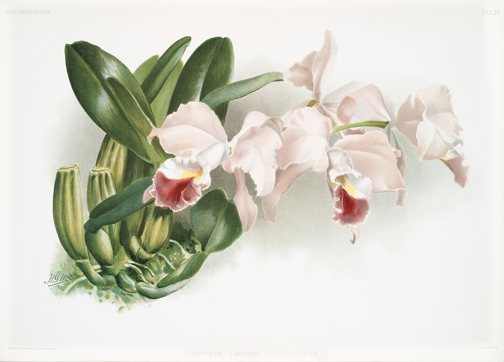 Cattleya labiata gaskelliana from Reichenbachia Orchids (1888-1894) illustrated by Frederick Sander (1847-1920). Original…