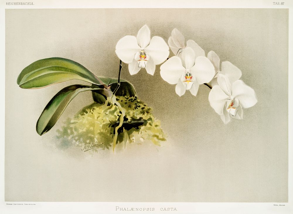 Phal&aelig;nopsis casta from Reichenbachia Orchids (1888-1894) illustrated by Frederick Sander (1847-1920). Original from…