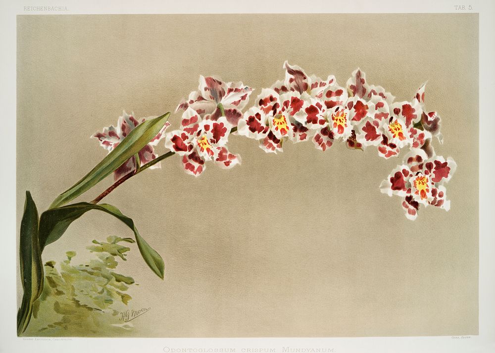 Odontoglossum crispum mundyanum from Reichenbachia Orchids (1888-1894) illustrated by Frederick Sander (1847-1920). Original…