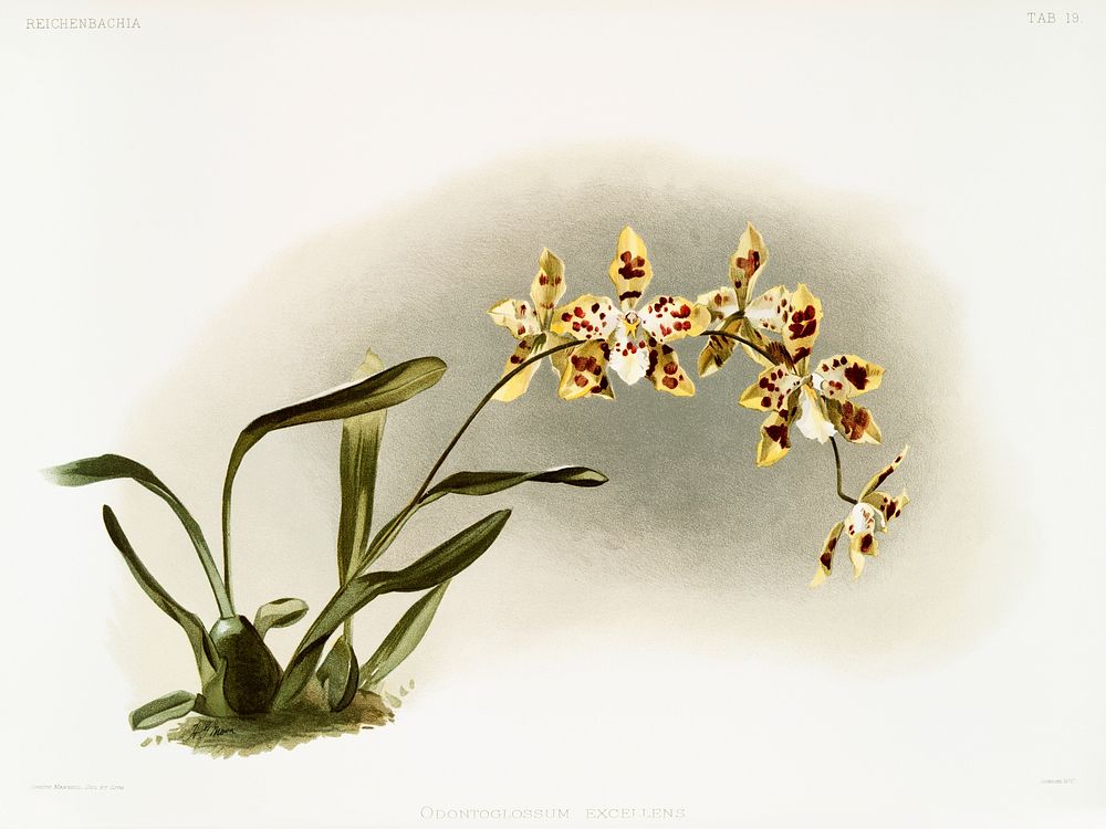 Odontoglossum excellens from Reichenbachia Orchids (1888-1894) illustrated by Frederick Sander (1847-1920). Original from…