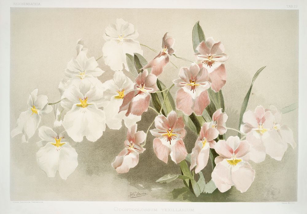 Odontoglossum vexillarium from Reichenbachia Orchids (1888-1894) illustrated by Frederick Sander (1847-1920). Original from…