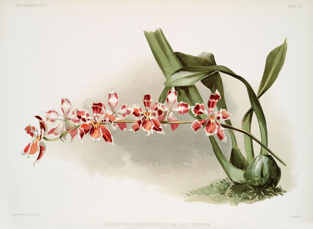 Odontoglossum (hybridum) leroyanum from Reichenbachia Orchids (1888-1894) illustrated by Frederick Sander (1847-1920).…
