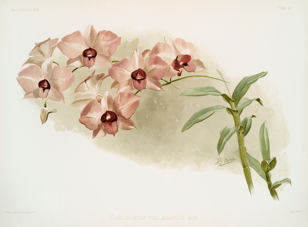 Dendrobium phal&aelig;nopsis var from Reichenbachia Orchids (1888-1894) illustrated by Frederick Sander (1847-1920).…