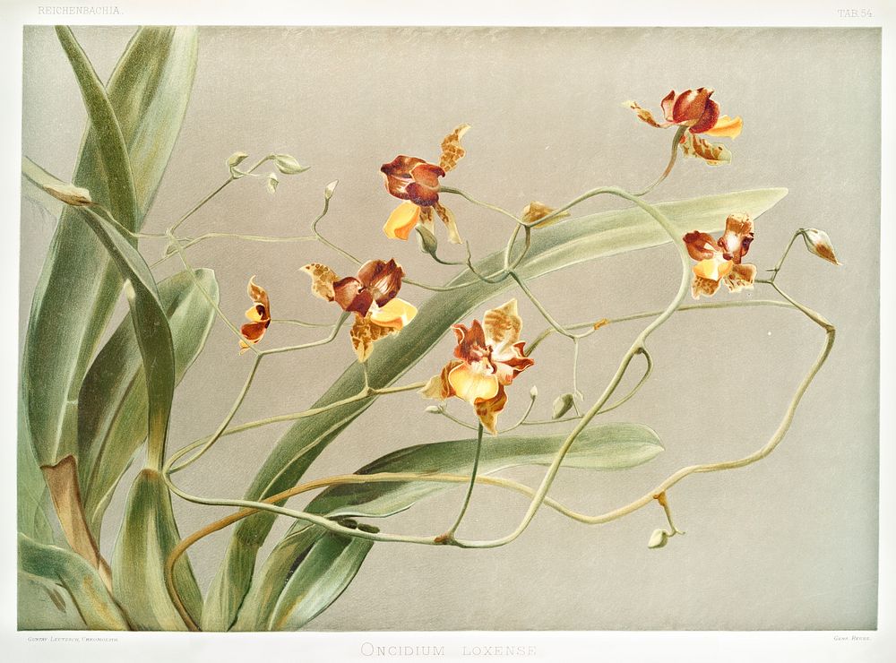 Oncidium loxense from Reichenbachia Orchids (1888-1894) illustrated by Frederick Sander (1847-1920). Original from The New…