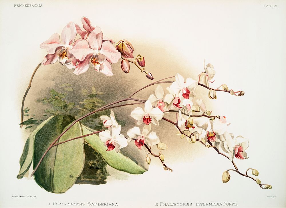 Phal&aelig;nopsis sanderiana, Phal&aelig;nopsis intermedia portei from Reichenbachia Orchids (1888-1894) illustrated by…